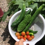 20220718収穫2 (1).jpg